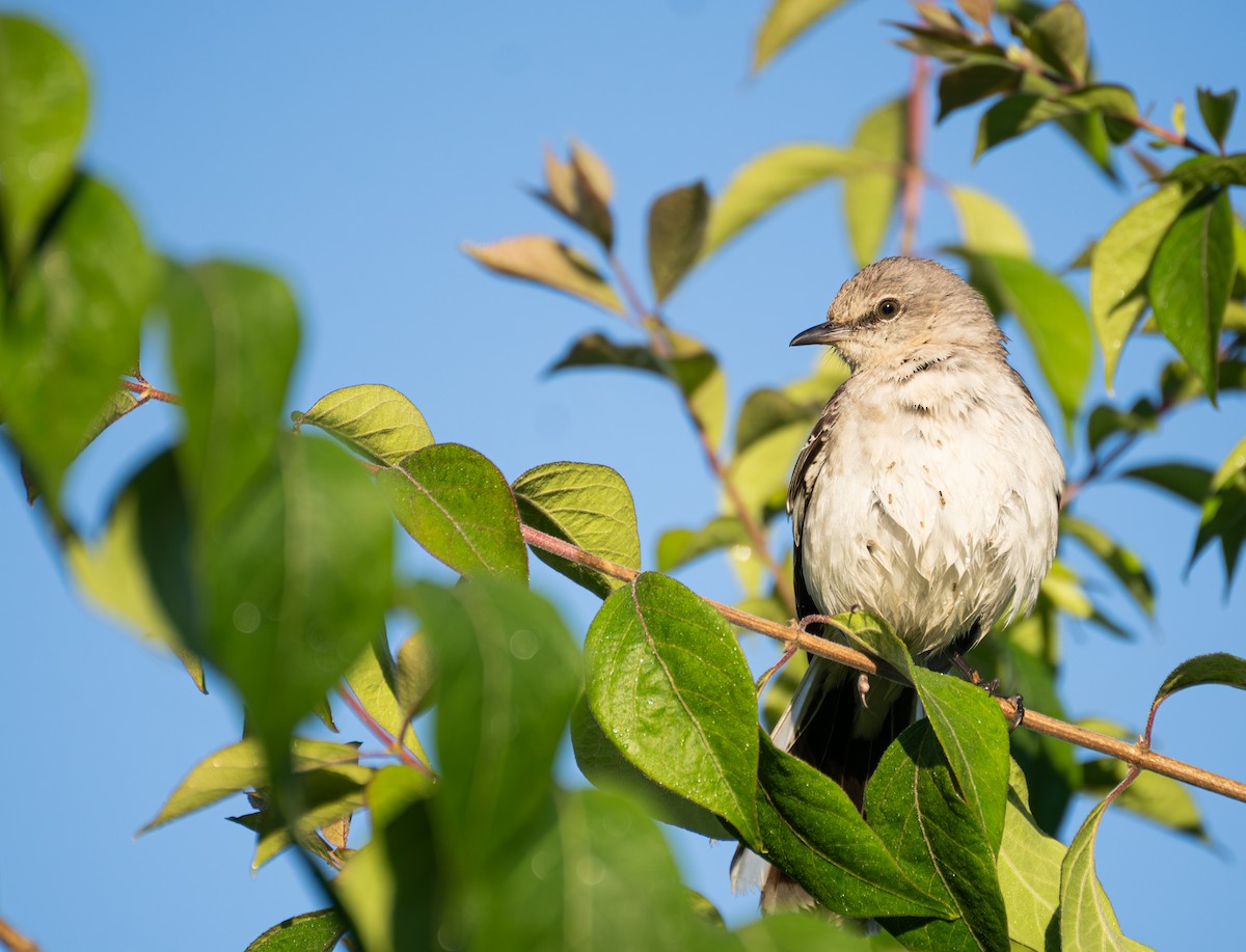 Northern Mockingbird - ML620829697