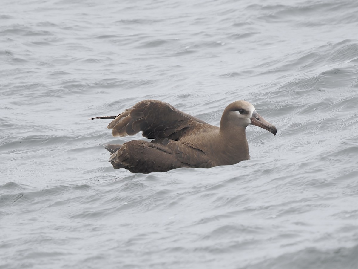 albatros černonohý - ML620829701