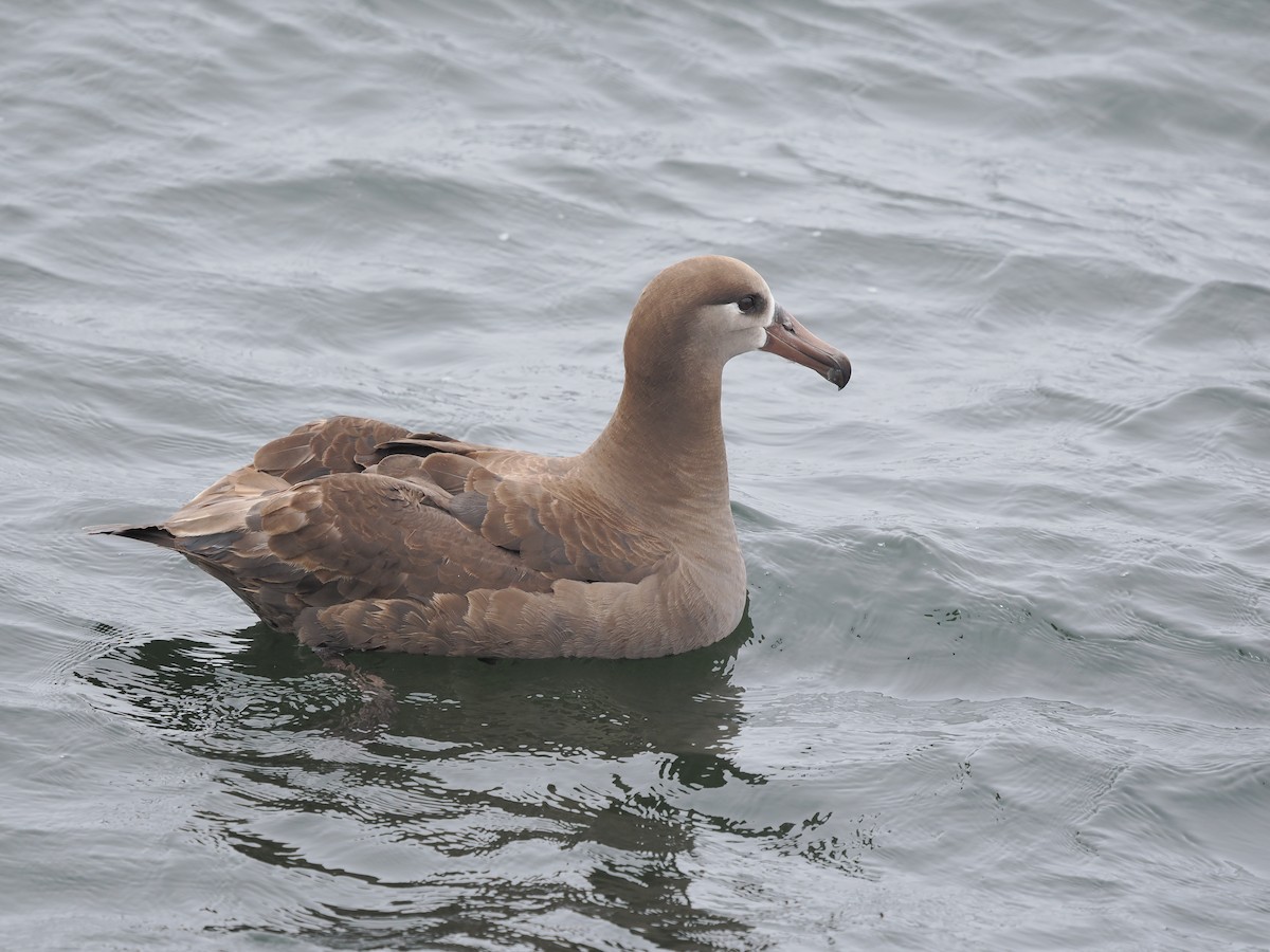 albatros černonohý - ML620829702