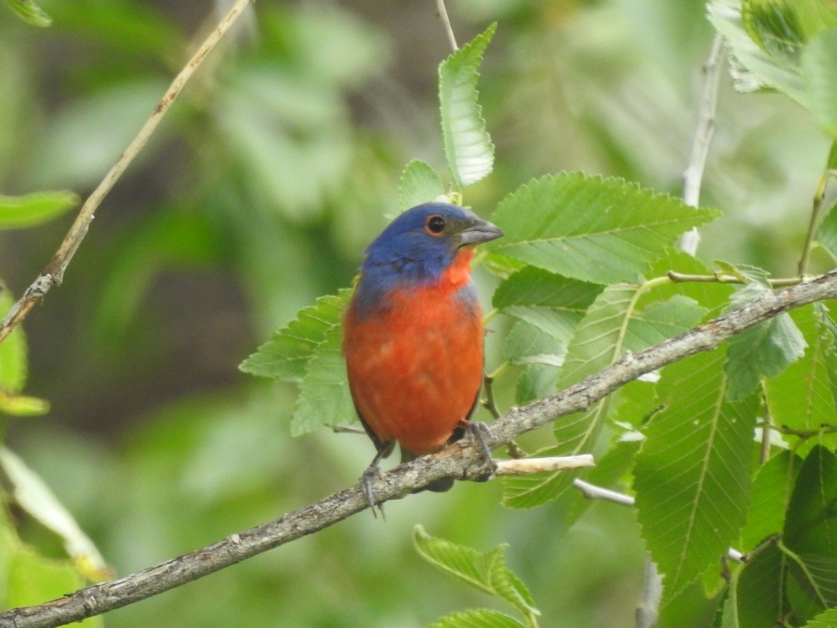 Painted Bunting - ML620829707