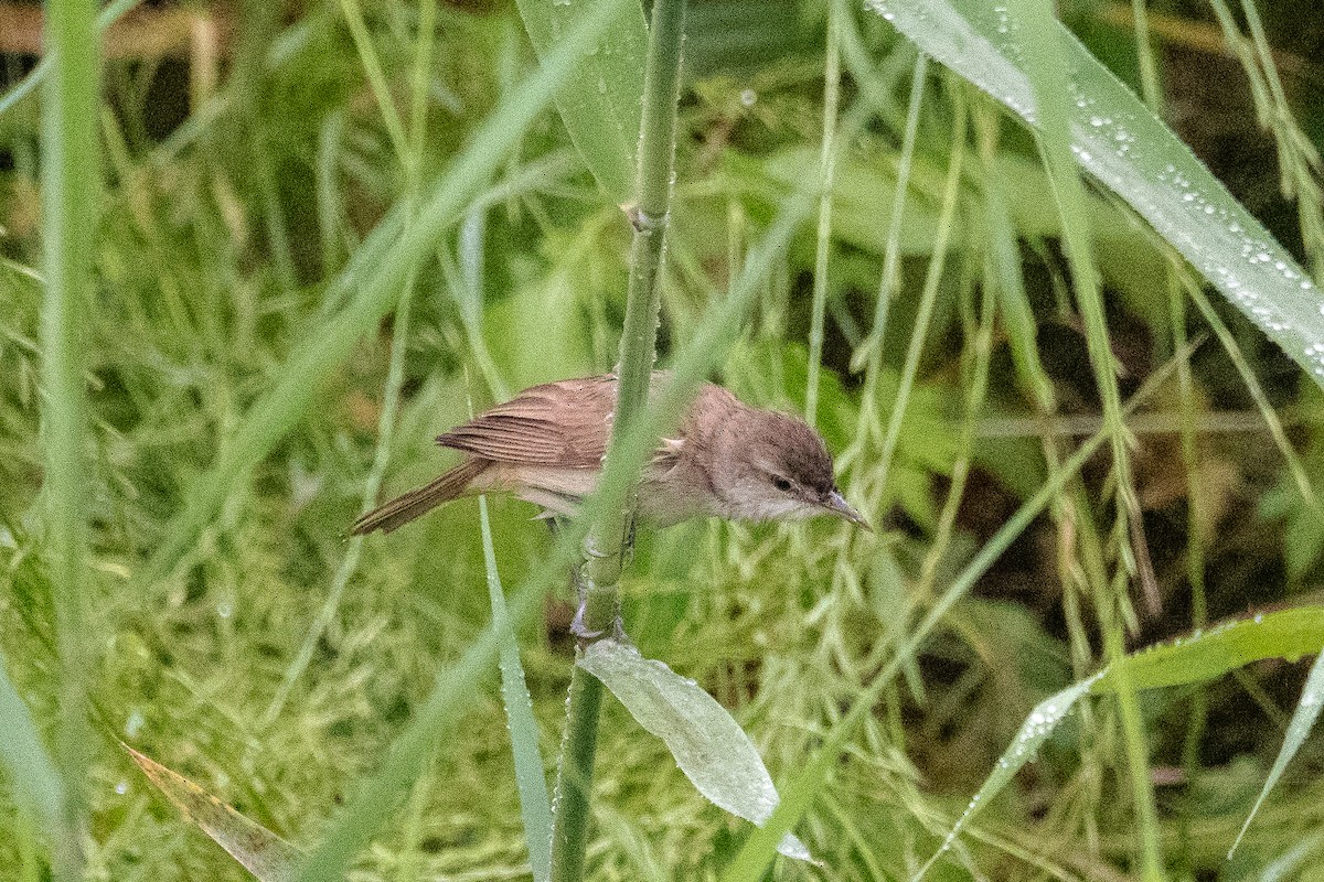 Oriental Reed Warbler - ML620829719