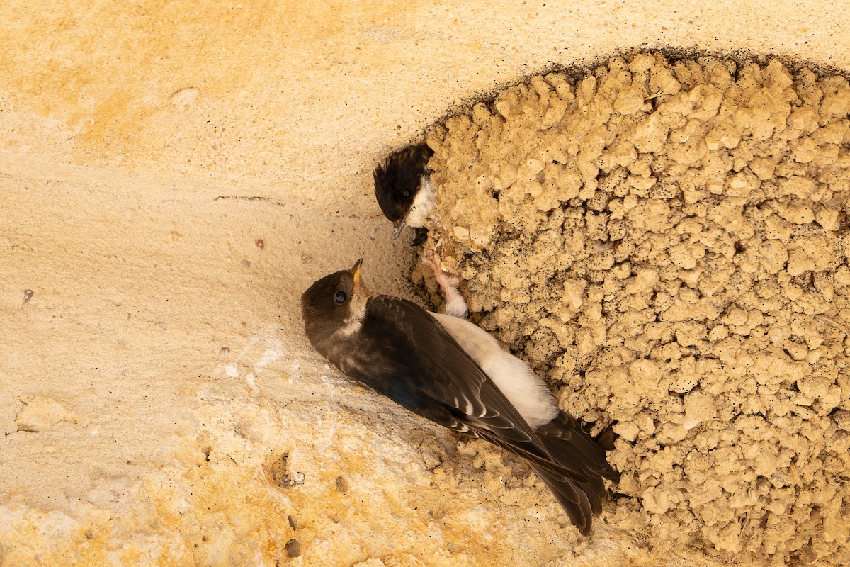 Western House-Martin - ML620829723