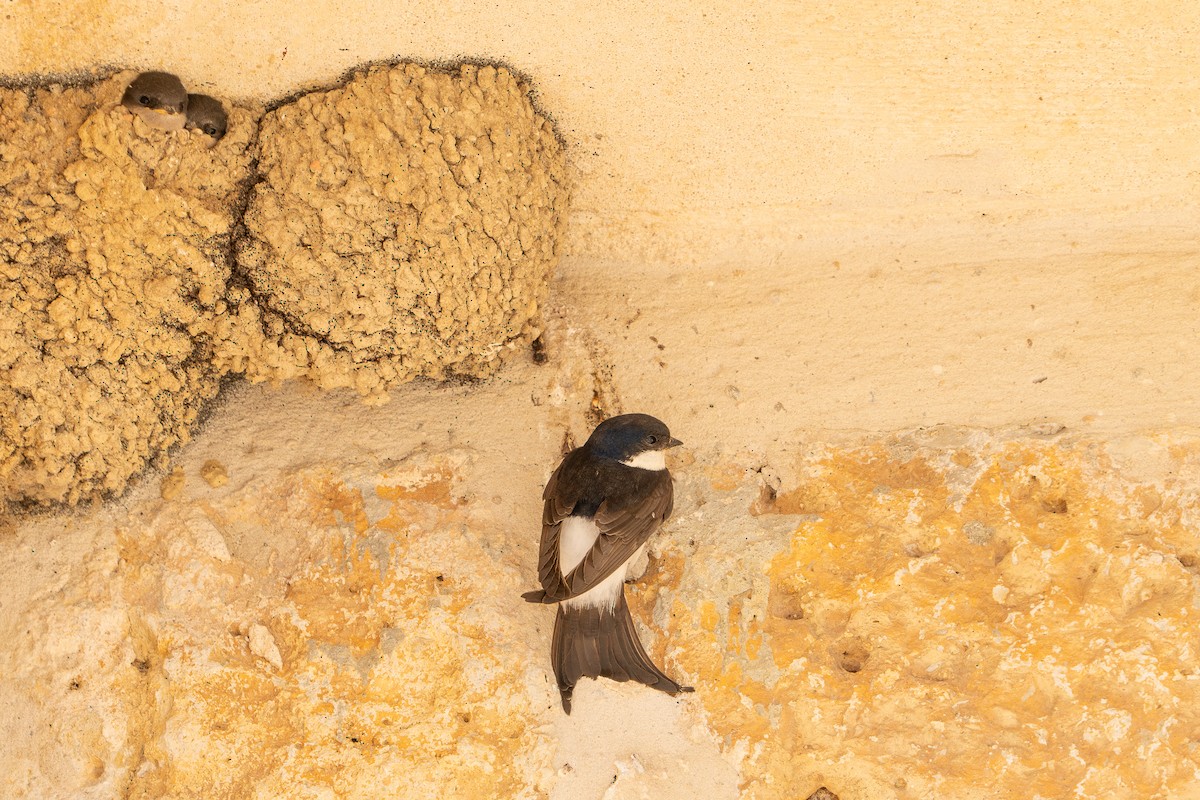 Western House-Martin - ML620829724