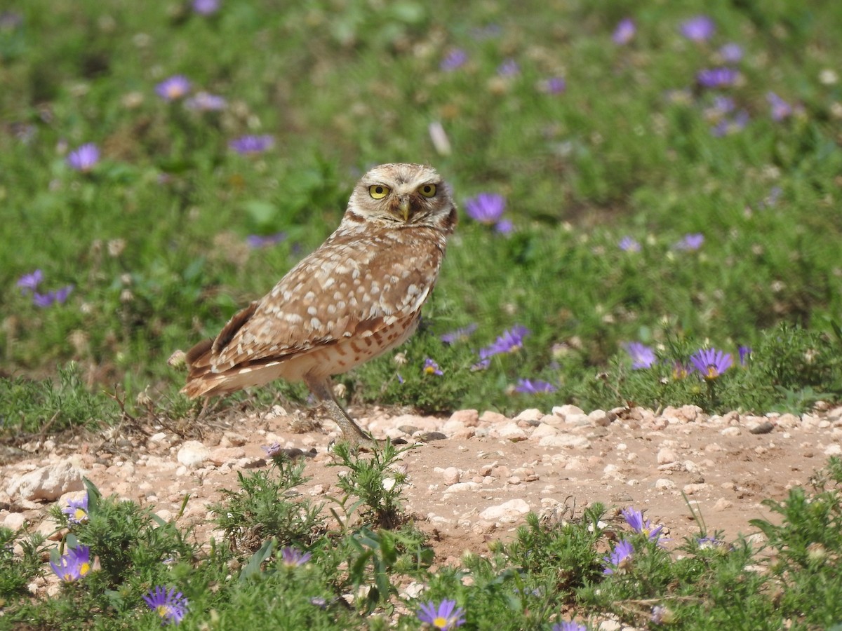 Burrowing Owl - ML620829725