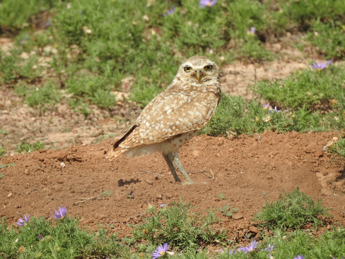 Burrowing Owl - ML620829726