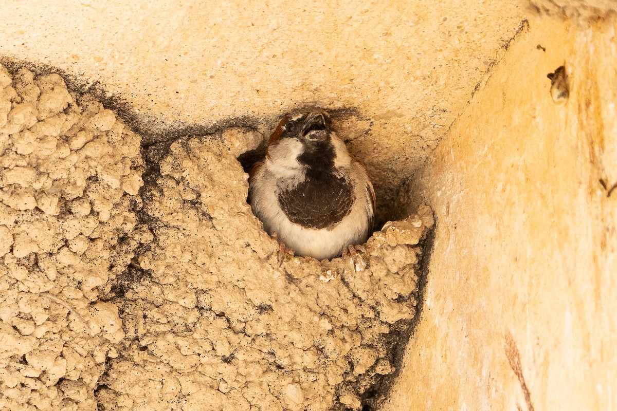 House Sparrow - ML620829727