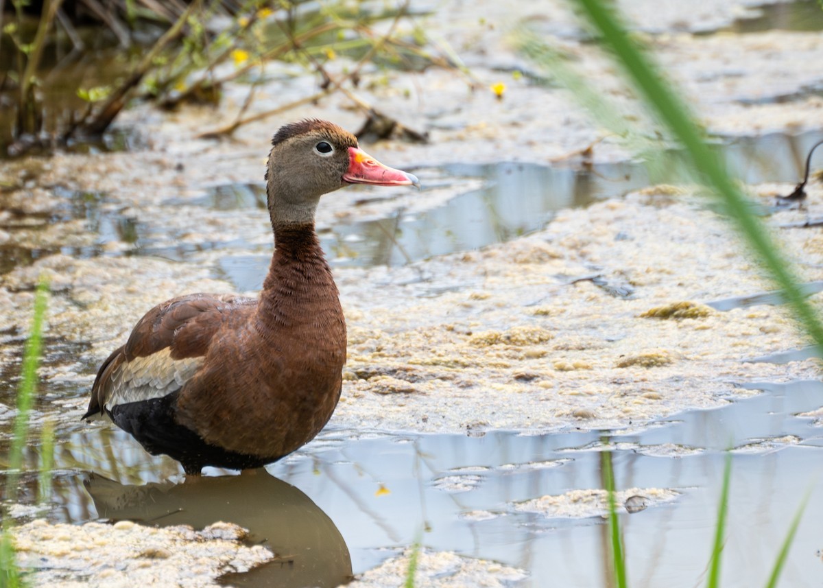 Black-bellied Whistling-Duck - ML620829730