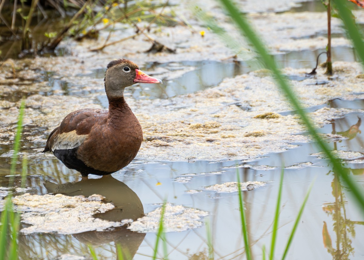 Black-bellied Whistling-Duck - ML620829731