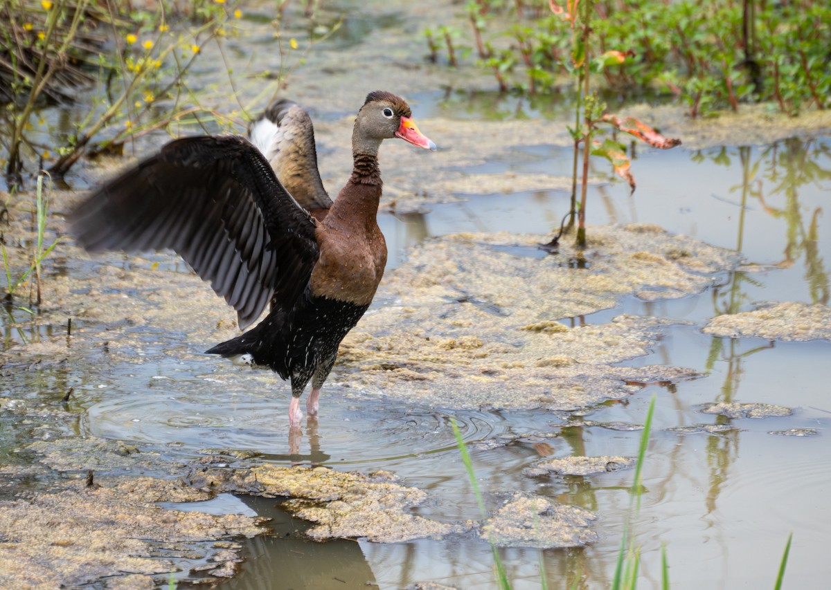 Black-bellied Whistling-Duck - ML620829733