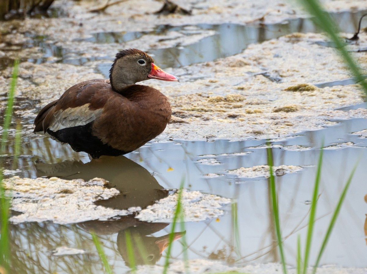 Black-bellied Whistling-Duck - ML620829738