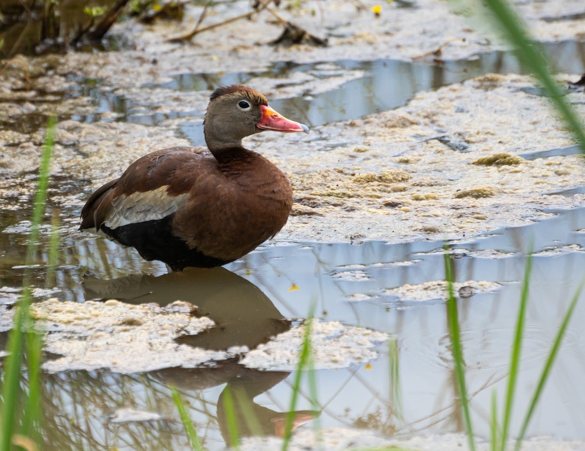 Black-bellied Whistling-Duck - ML620829739