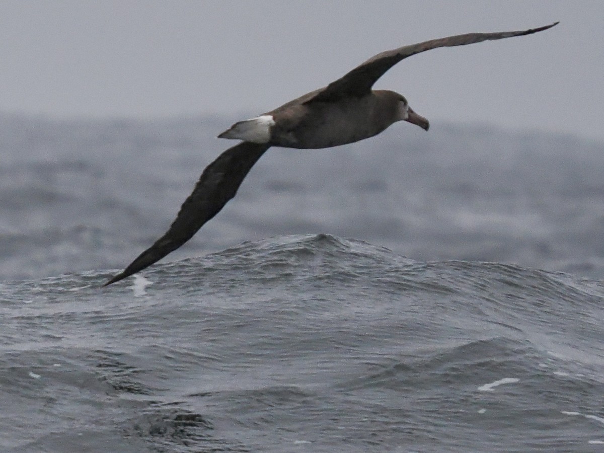 Black-footed Albatross - ML620829740