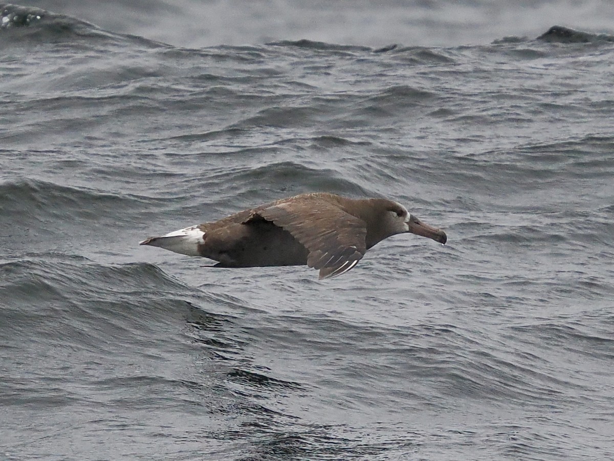 Black-footed Albatross - ML620829741