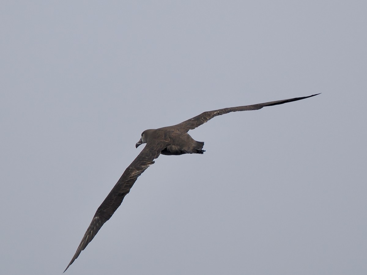 Black-footed Albatross - ML620829742