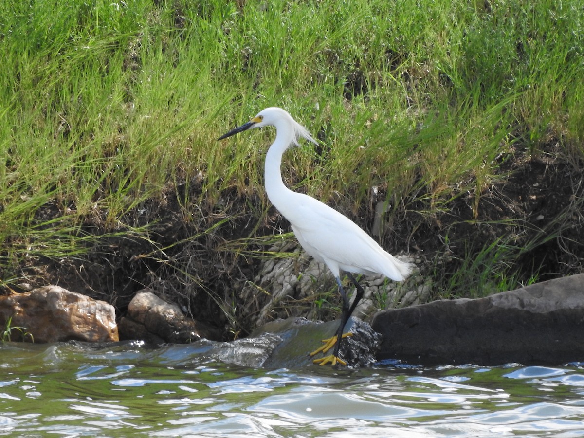 Snowy Egret - ML620829743