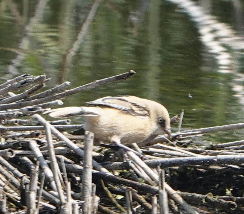 Bearded Reedling - ML620829744