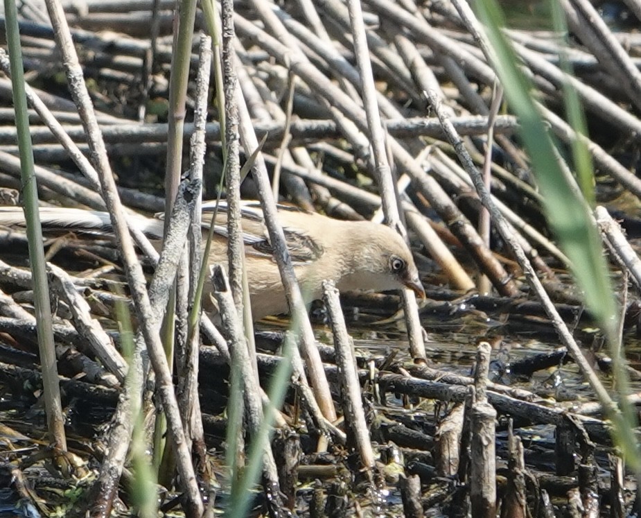 Bearded Reedling - ML620829745