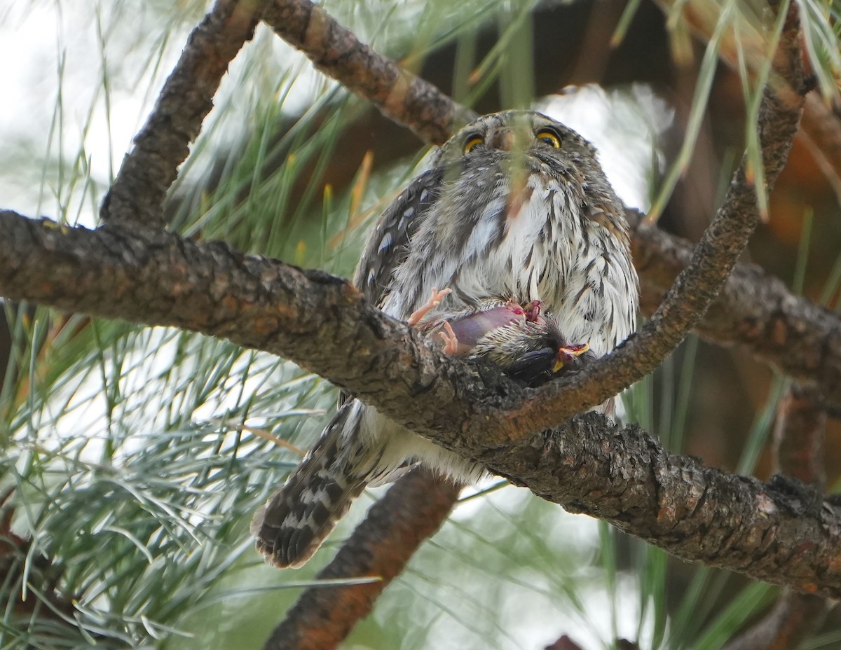 Northern Pygmy-Owl - ML620829746