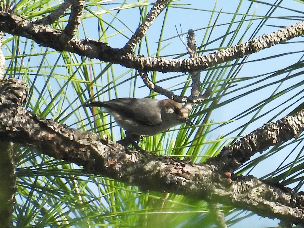 Brown-headed Nuthatch - ML620829757