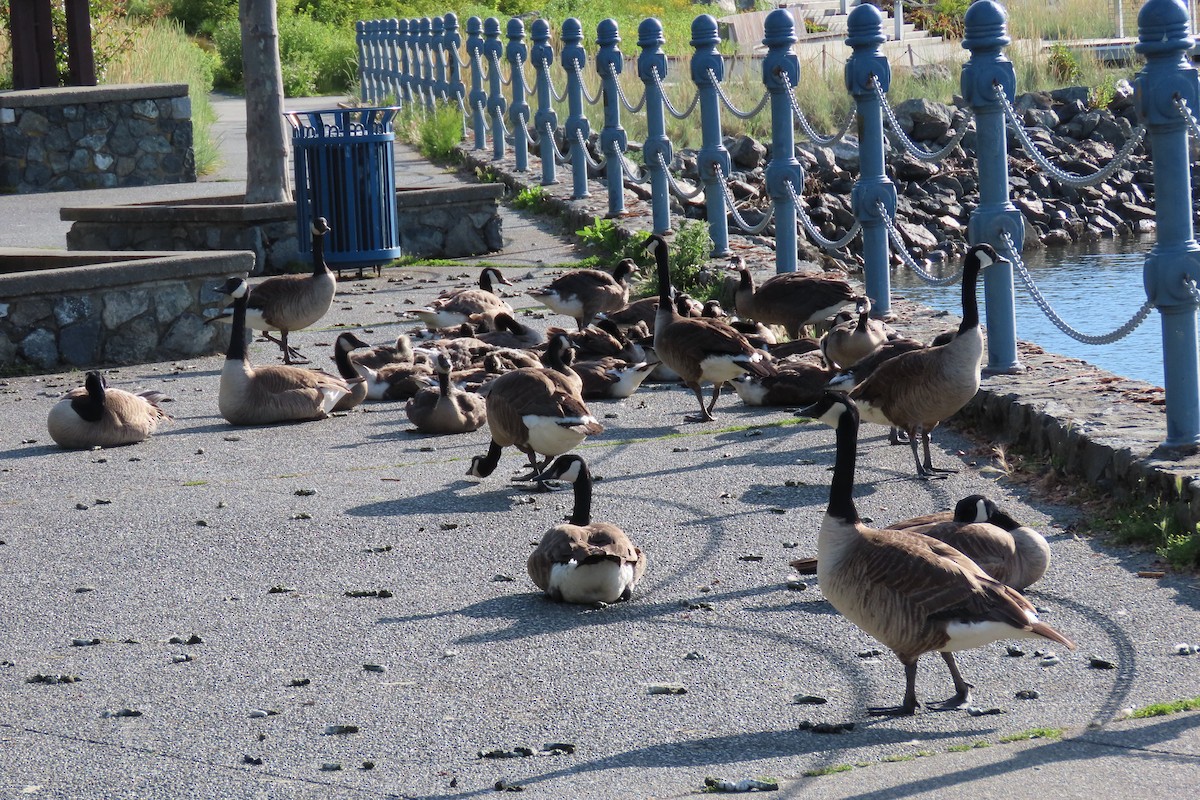 Canada Goose - ML620829772