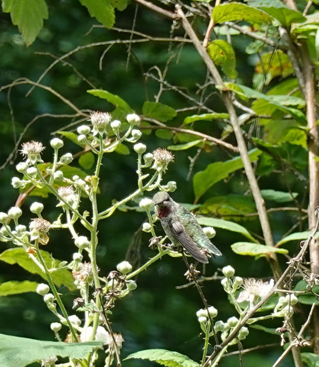 Anna's Hummingbird - ML620829774