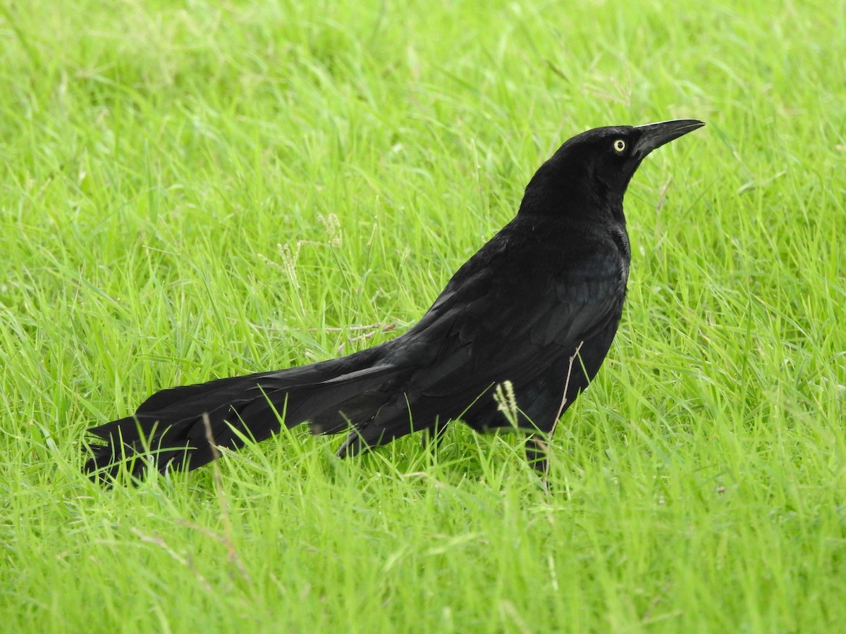 Great-tailed Grackle - ML620829782