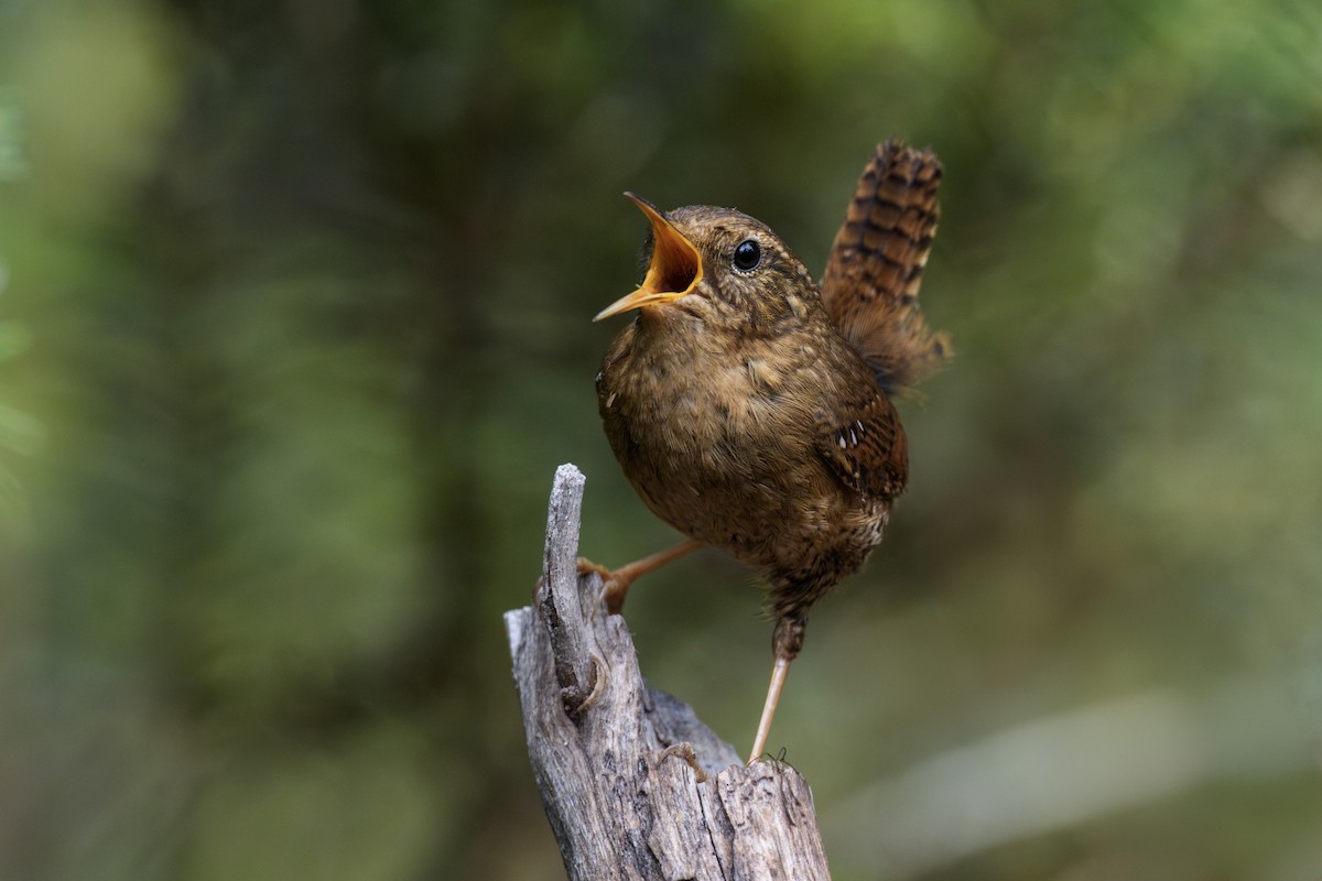 Pacific Wren - ML620829785