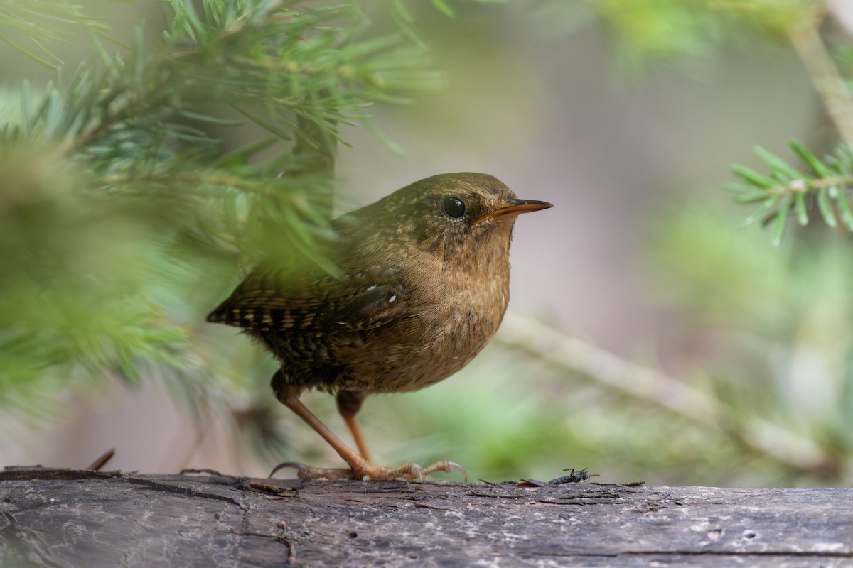 Pacific Wren - ML620829786