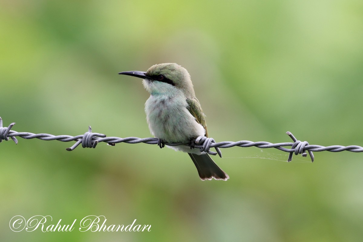 Asian Green Bee-eater - ML620829790