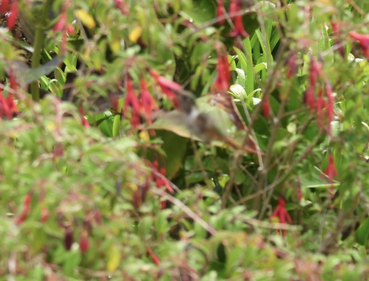 Colibrí Centelleante - ML620829791