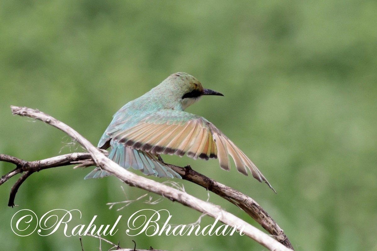 Asian Green Bee-eater - ML620829793