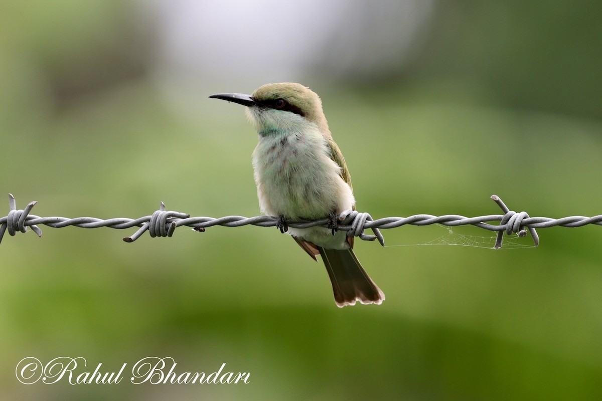 Asian Green Bee-eater - ML620829794