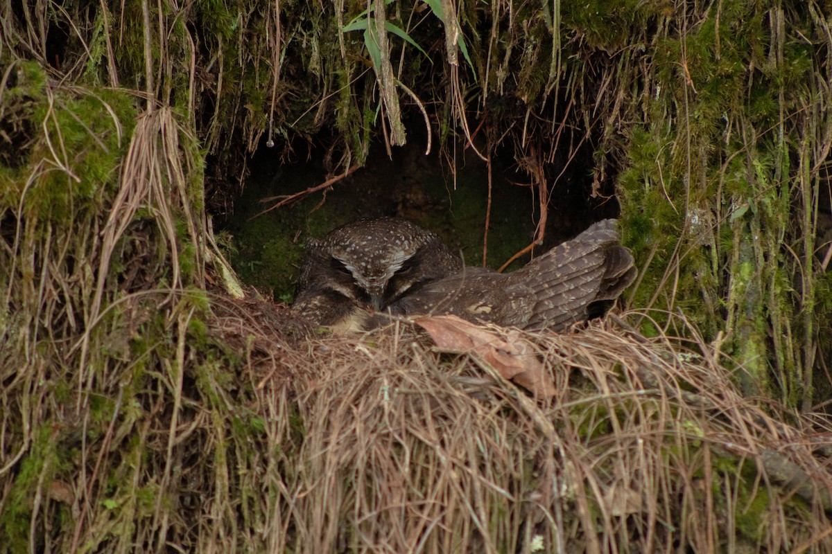 White-throated Screech-Owl - ML620829797