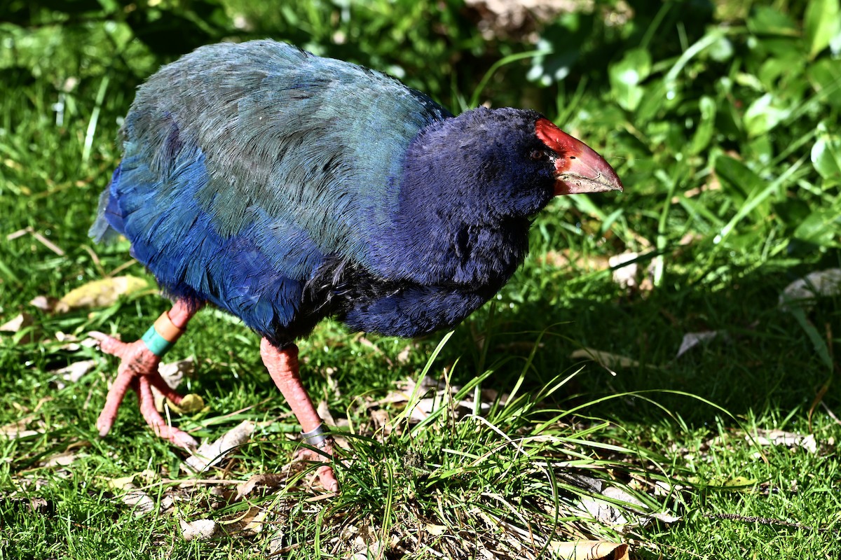 Calamón Takahe - ML620829803