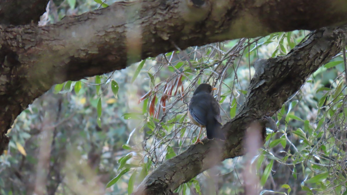 Olive Thrush - ML620829805