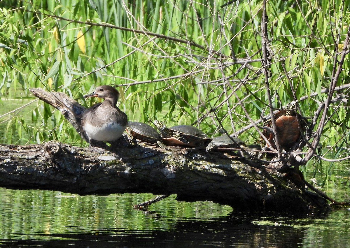 Hooded Merganser - ML620829806