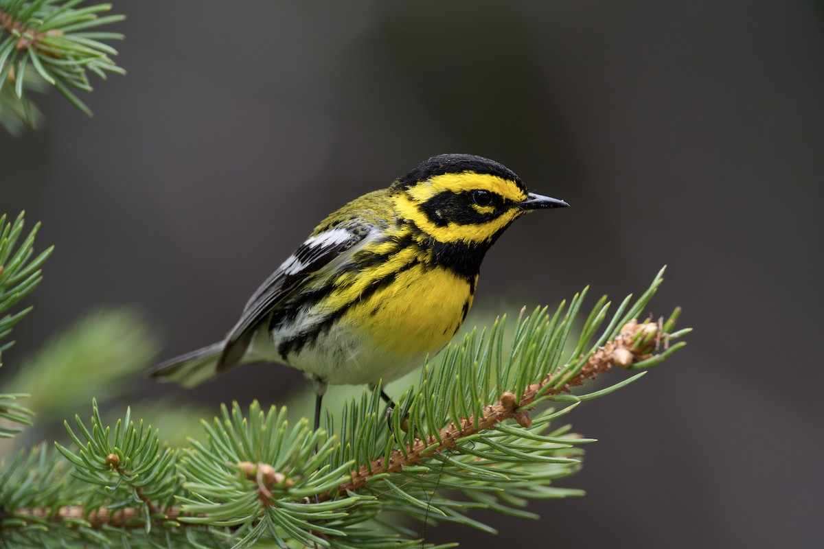 Townsend's Warbler - ML620829816