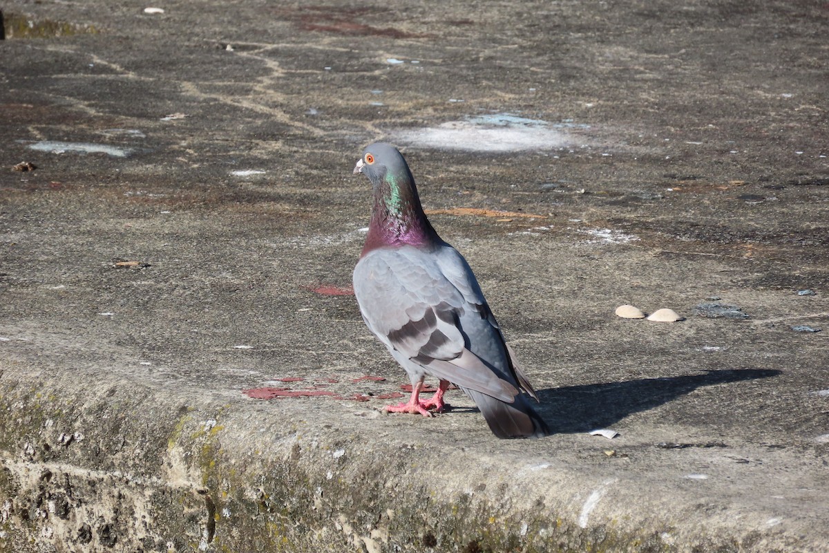 Rock Pigeon (Feral Pigeon) - ML620829819