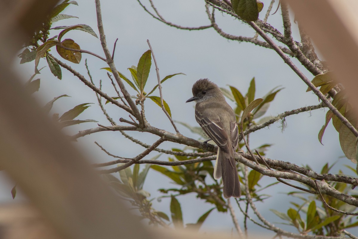 Pale-edged Flycatcher - ML620829829