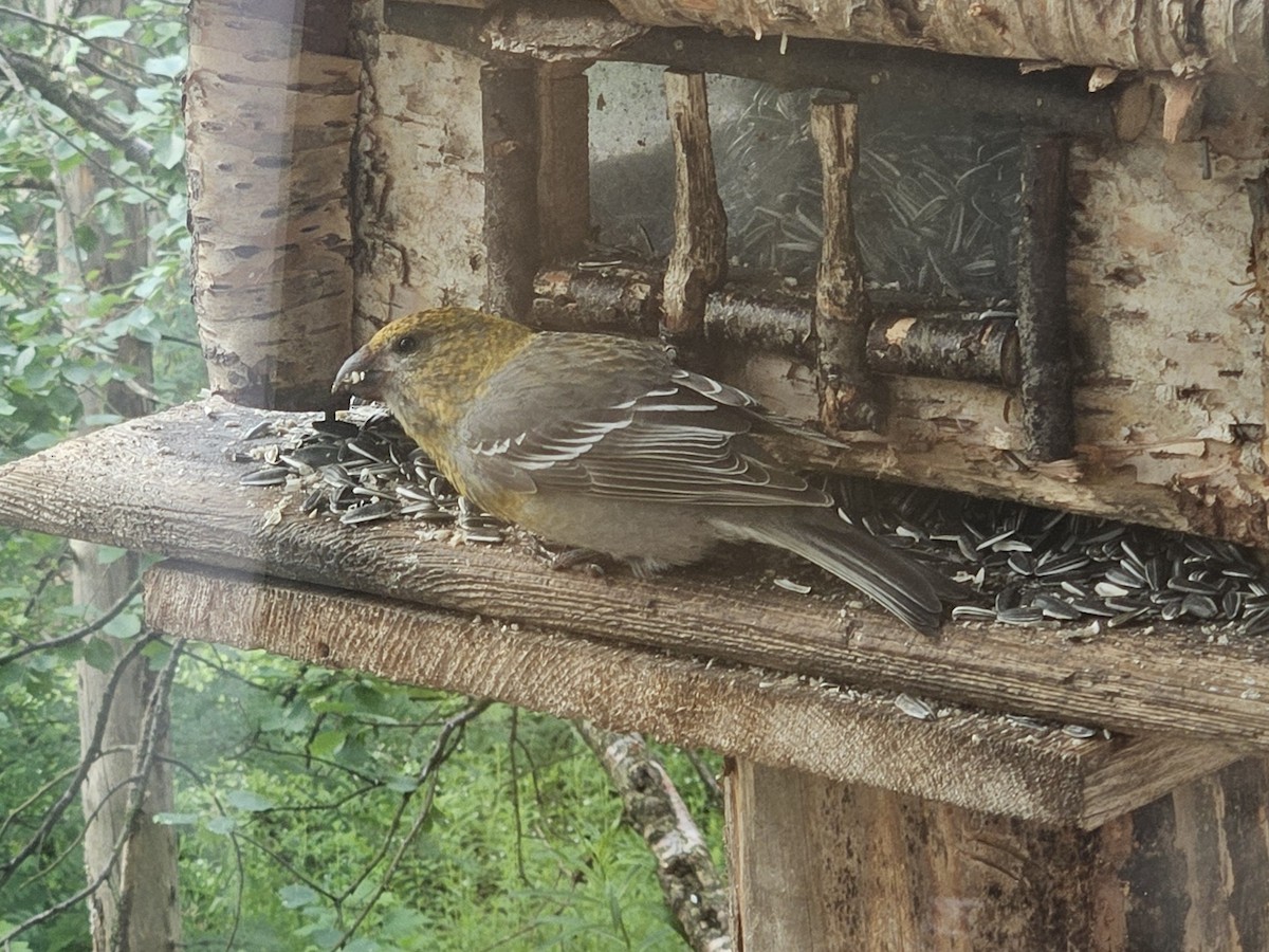 Pine Grosbeak (Eurasian) - ML620829832