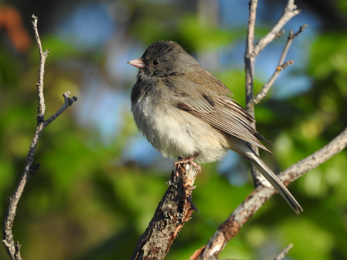 Junco Ojioscuro - ML620829835