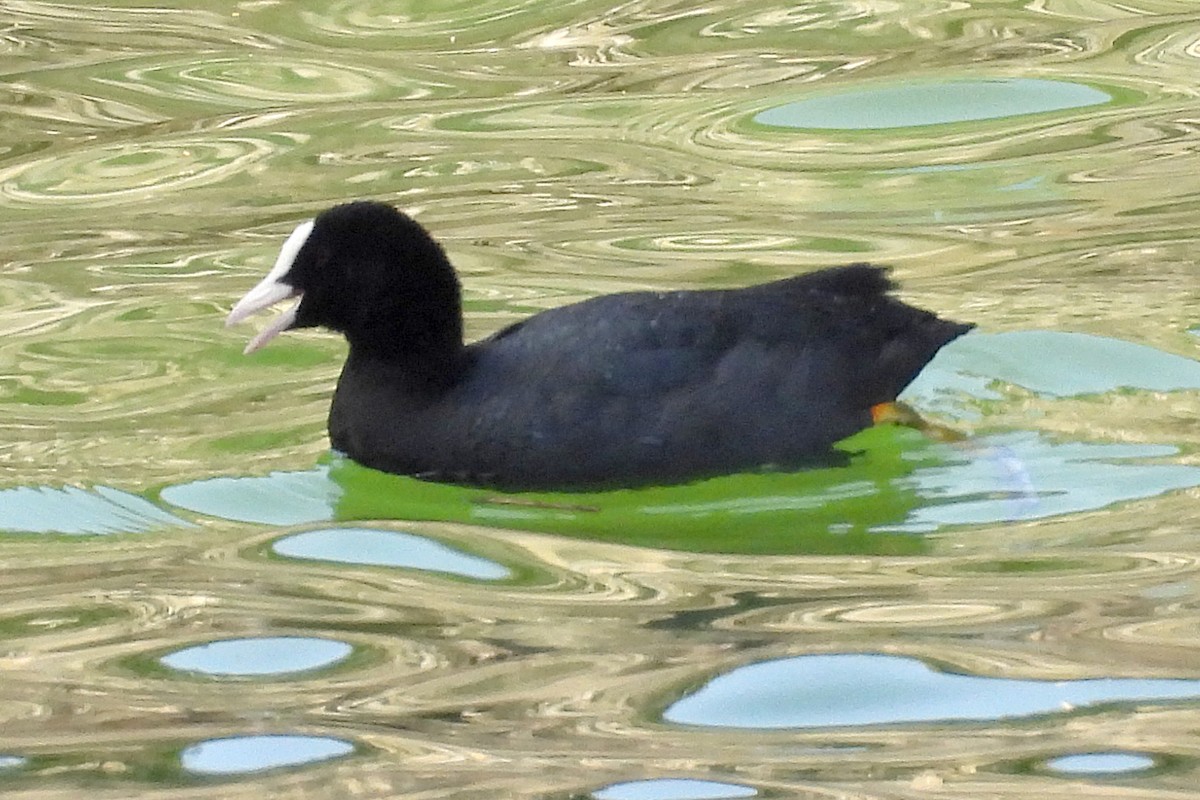 Eurasian Coot - ML620829836