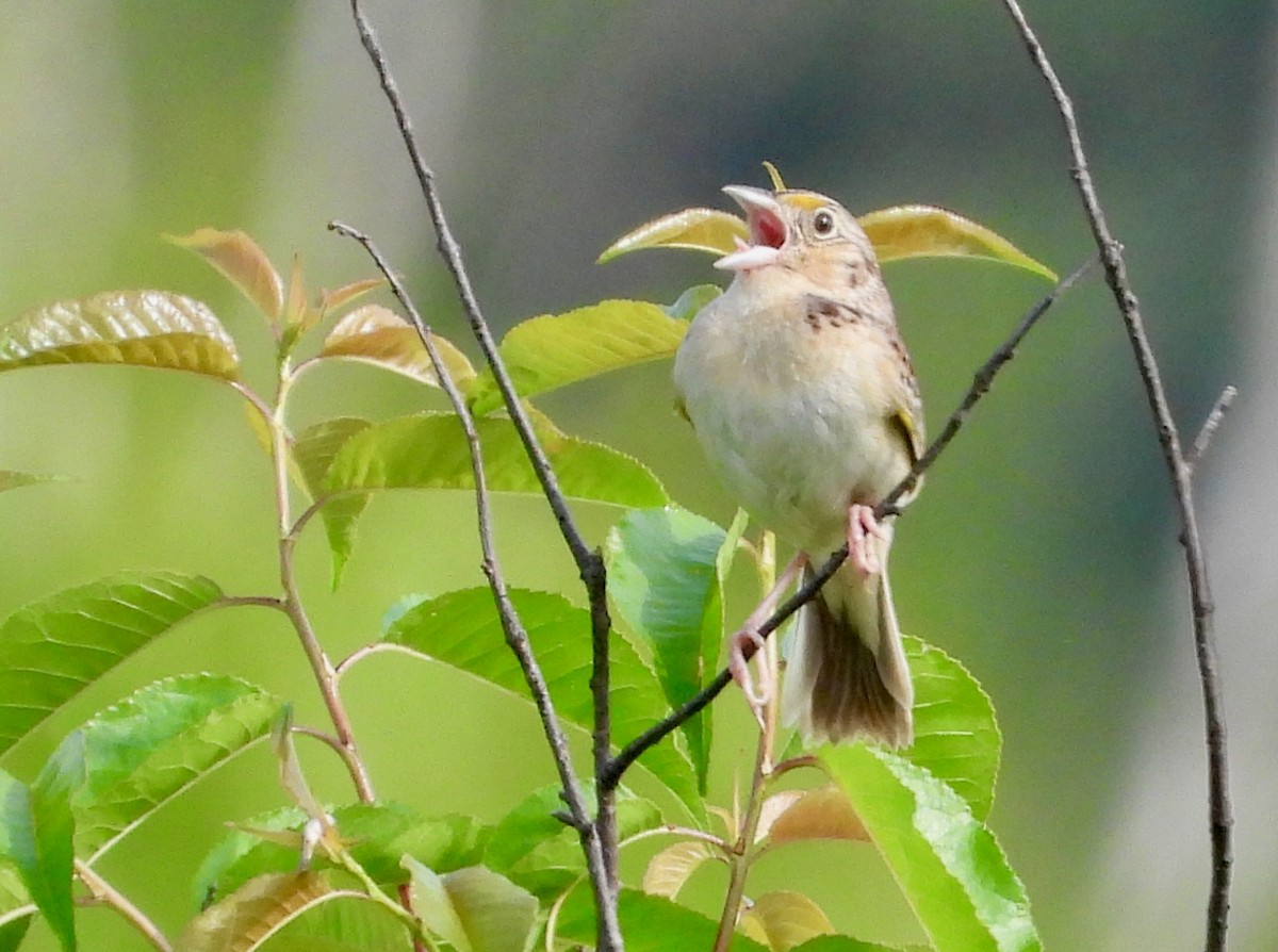 Grasshopper Sparrow - ML620829838