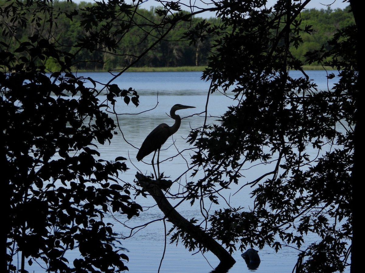 Great Blue Heron - ML620829841