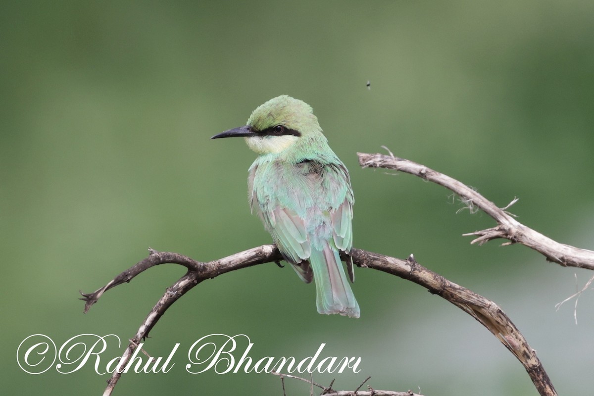 Asian Green Bee-eater - ML620829842