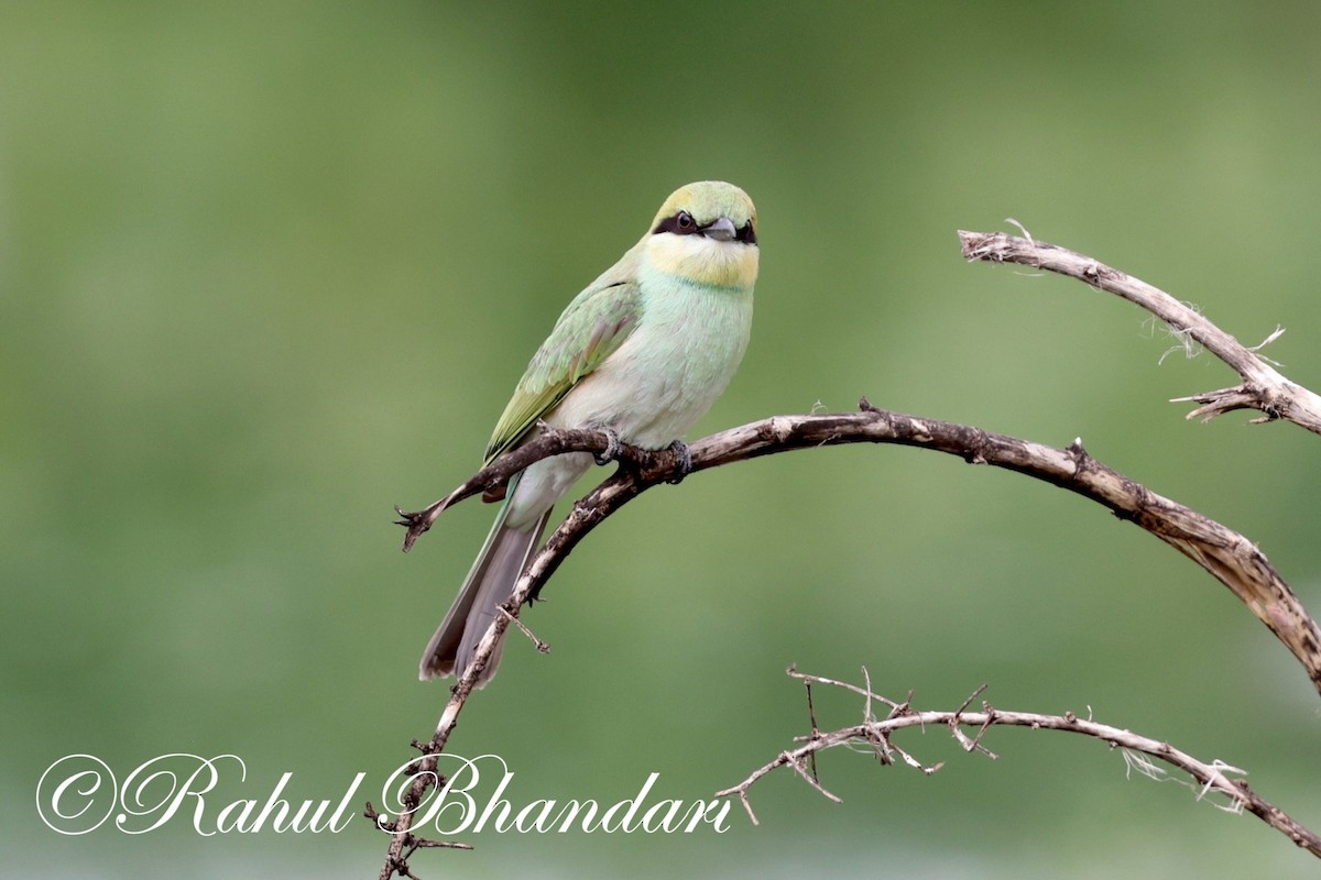 Asian Green Bee-eater - ML620829845