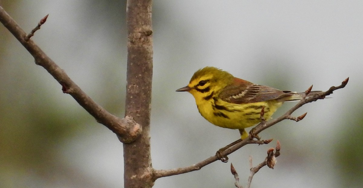 Prairie Warbler - ML620829847