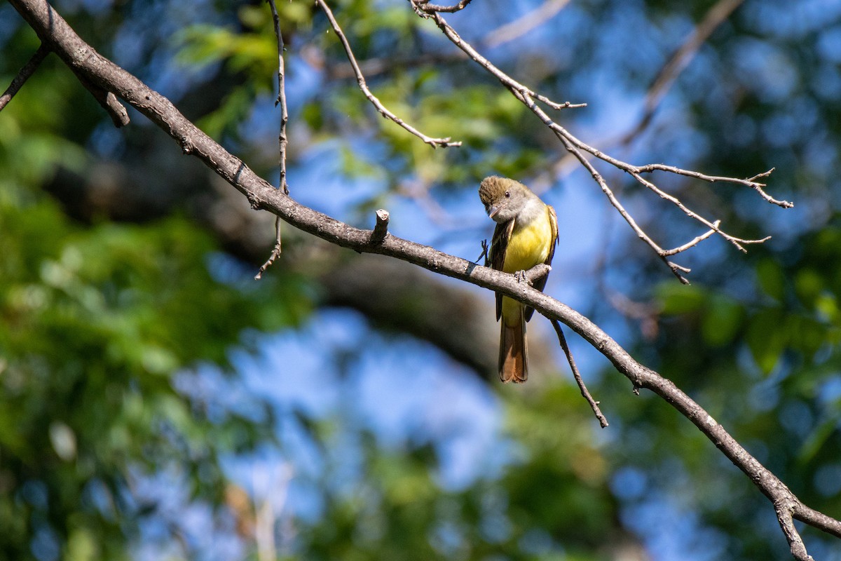 Great Crested Flycatcher - ML620829848