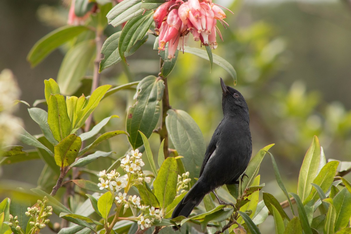 White-sided Flowerpiercer - ML620829849