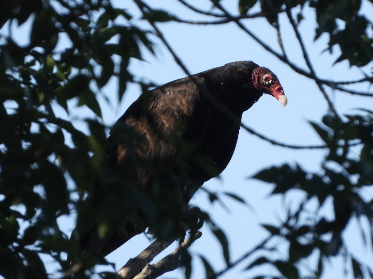 Turkey Vulture - Amy Kolan